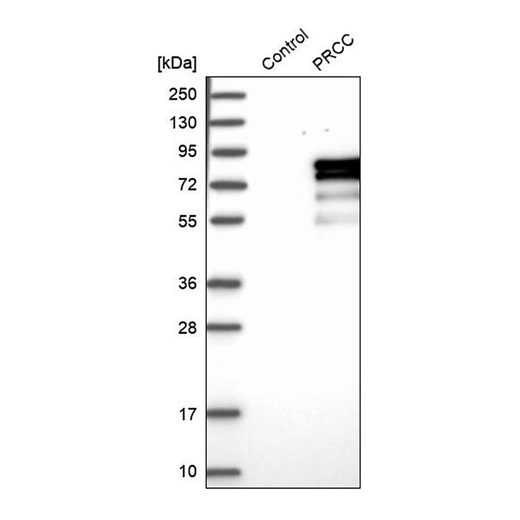 Merck Anti-PRCC antibody produced in rabbit