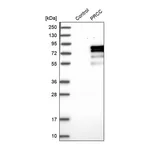 Merck Anti-PRCC antibody produced in rabbit
