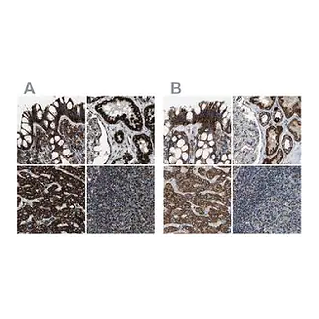 Merck Anti-MDH2 antibody produced in rabbit