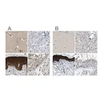 Merck Anti-SERPINB5 antibody produced in rabbit