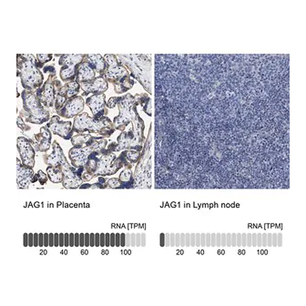 Merck Anti-JAG1 antibody produced in rabbit