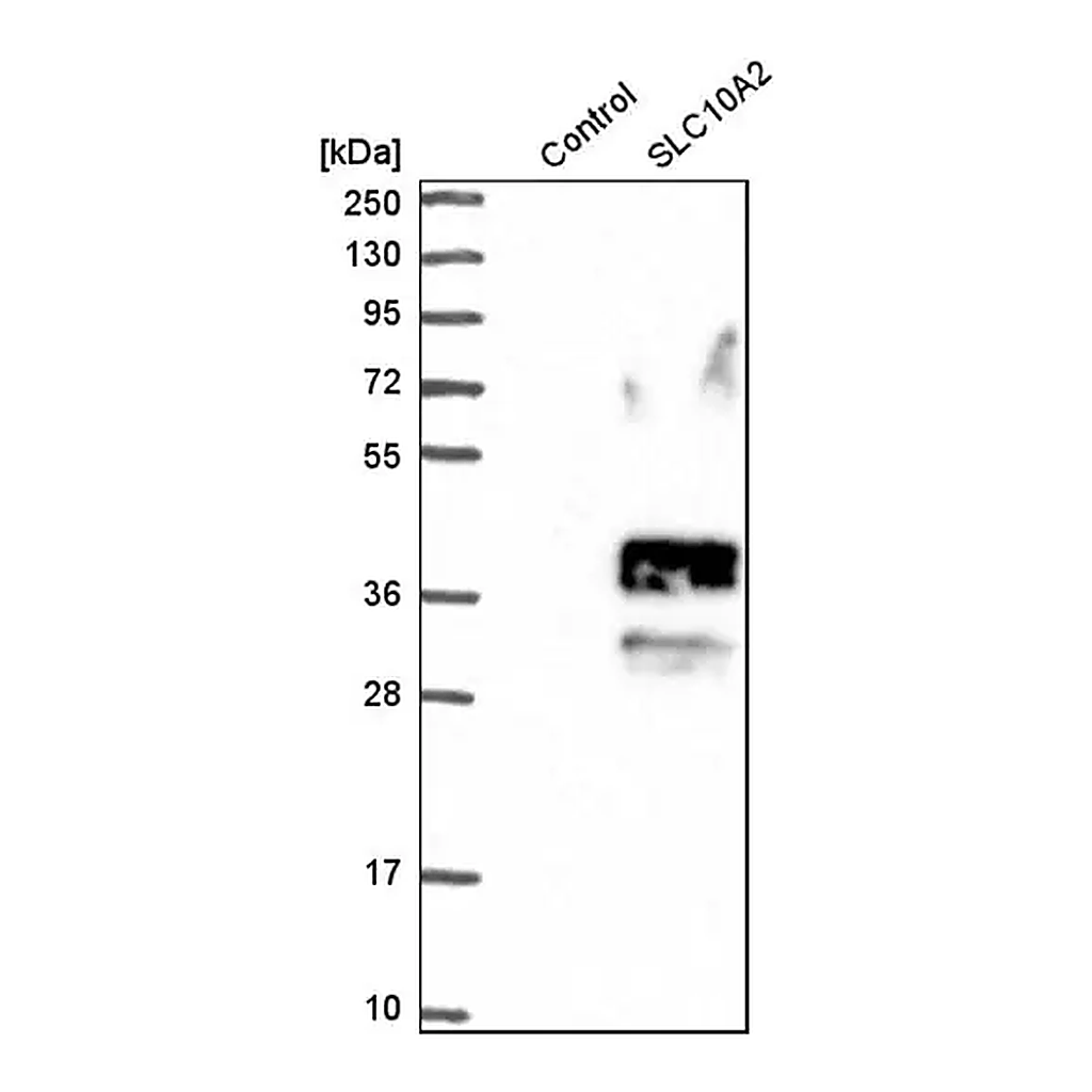 Merck Anti-SLC10A2 antibody produced in rabbit