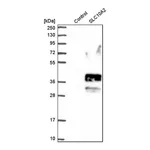Merck Anti-SLC10A2 antibody produced in rabbit