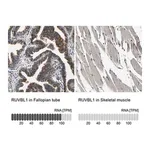 Merck Anti-RUVBL1 antibody produced in rabbit