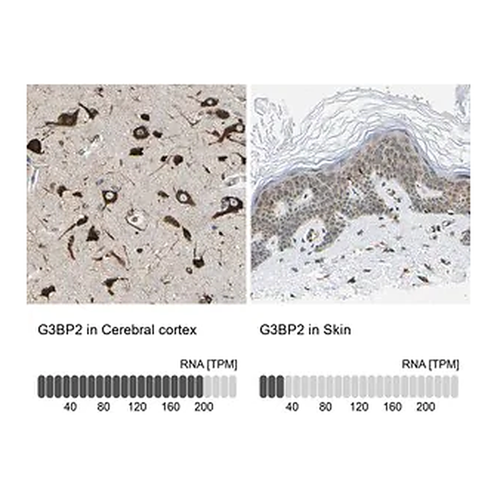 Merck Anti-G3BP2 antibody produced in rabbit