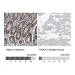 Merck Anti-THOC1 antibody produced in rabbit