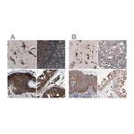 Merck Anti-KTN1 antibody produced in rabbit