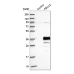 Merck Anti-PDCL3 antibody produced in rabbit