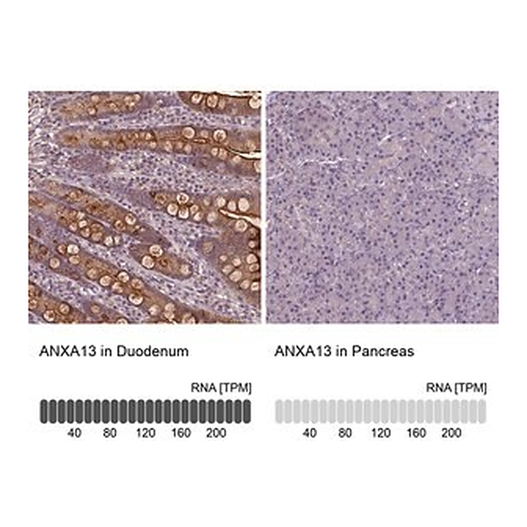 Merck Anti-ANXA13 antibody produced in rabbit