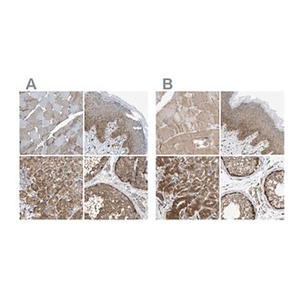 Merck Anti-GCN1 antibody produced in rabbit