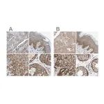 Merck Anti-GCN1 antibody produced in rabbit