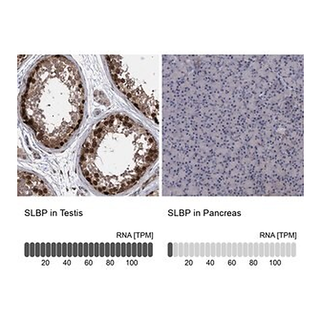 Merck Anti-SLBP antibody produced in rabbit