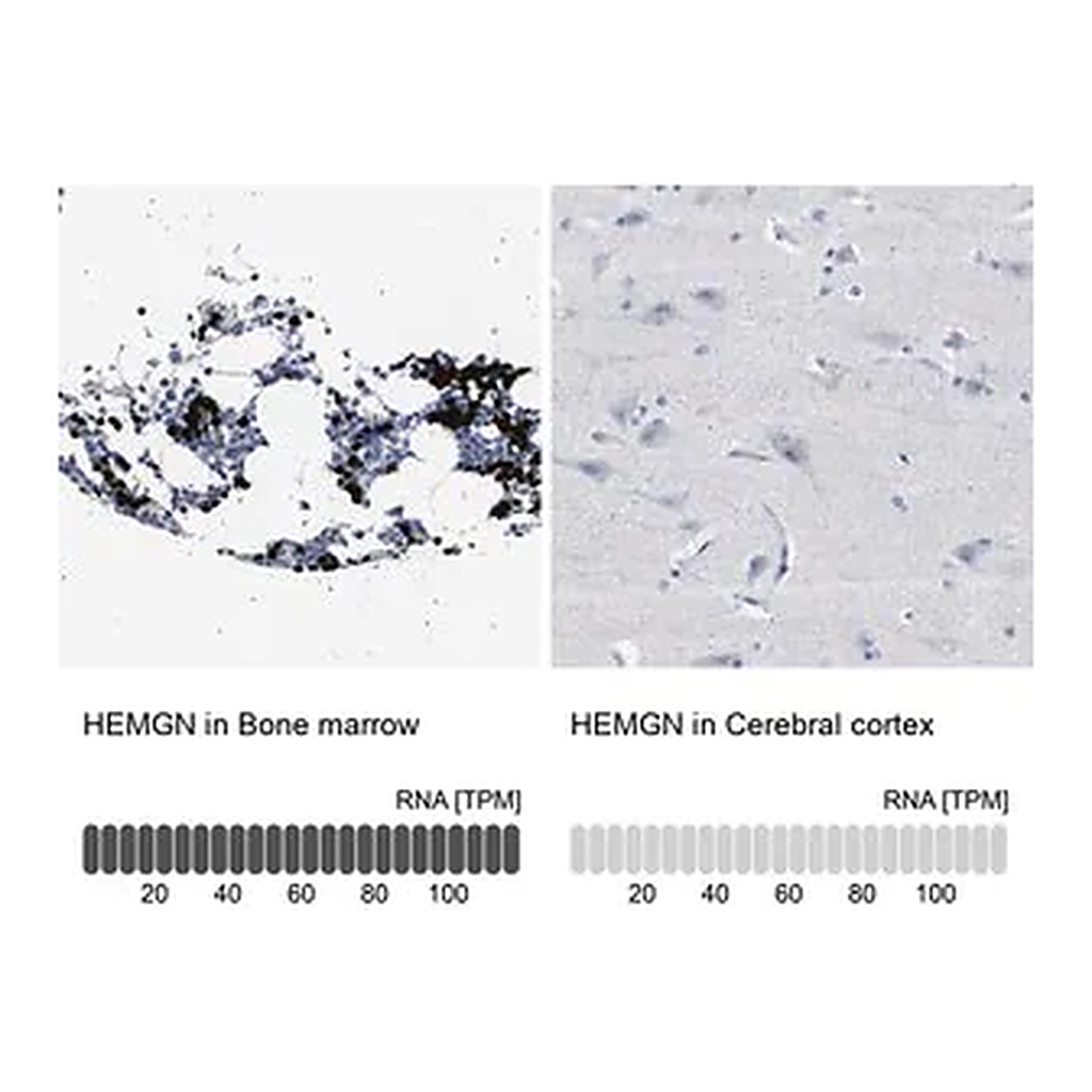 Merck Anti-HEMGN antibody produced in rabbit