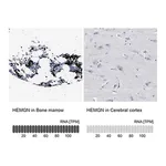 Merck Anti-HEMGN antibody produced in rabbit