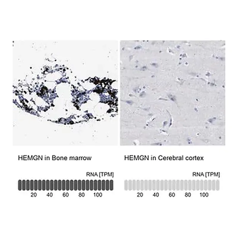 Merck Anti-HEMGN antibody produced in rabbit