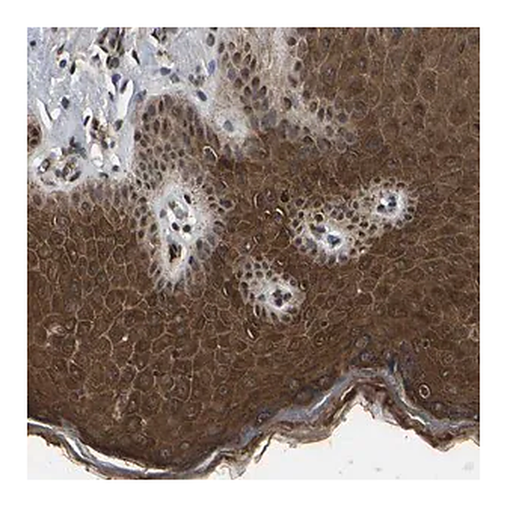 Merck Anti-TRIM35 antibody produced in rabbit