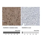 Merck Anti-NUDCD3 antibody produced in rabbit