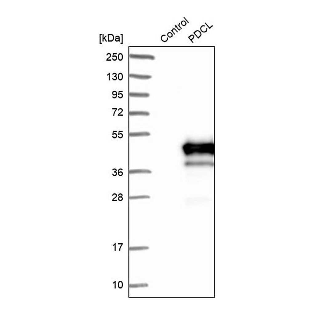 Merck Anti-PDCL antibody produced in rabbit