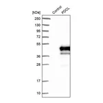 Merck Anti-PDCL antibody produced in rabbit