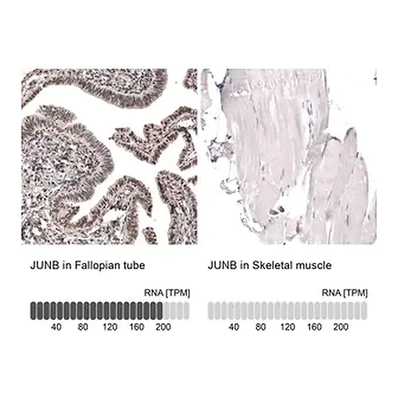 Merck Anti-JUNB antibody produced in rabbit