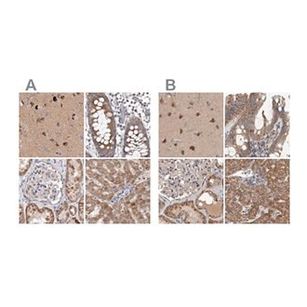 Merck Anti-SCO1 antibody produced in rabbit