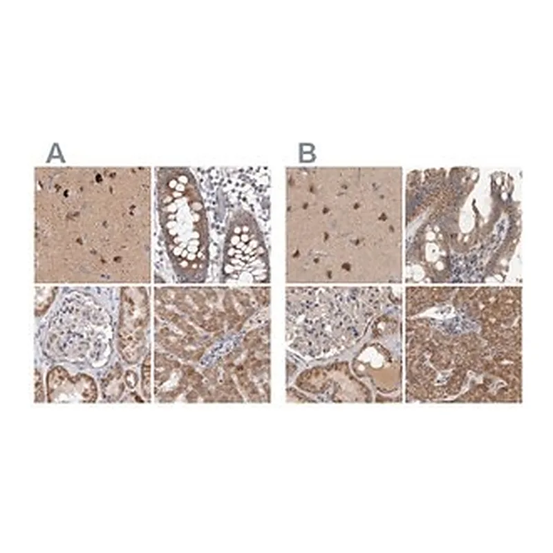 Merck Anti-SCO1 antibody produced in rabbit