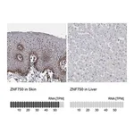 Merck Anti-ZNF750 antibody produced in rabbit
