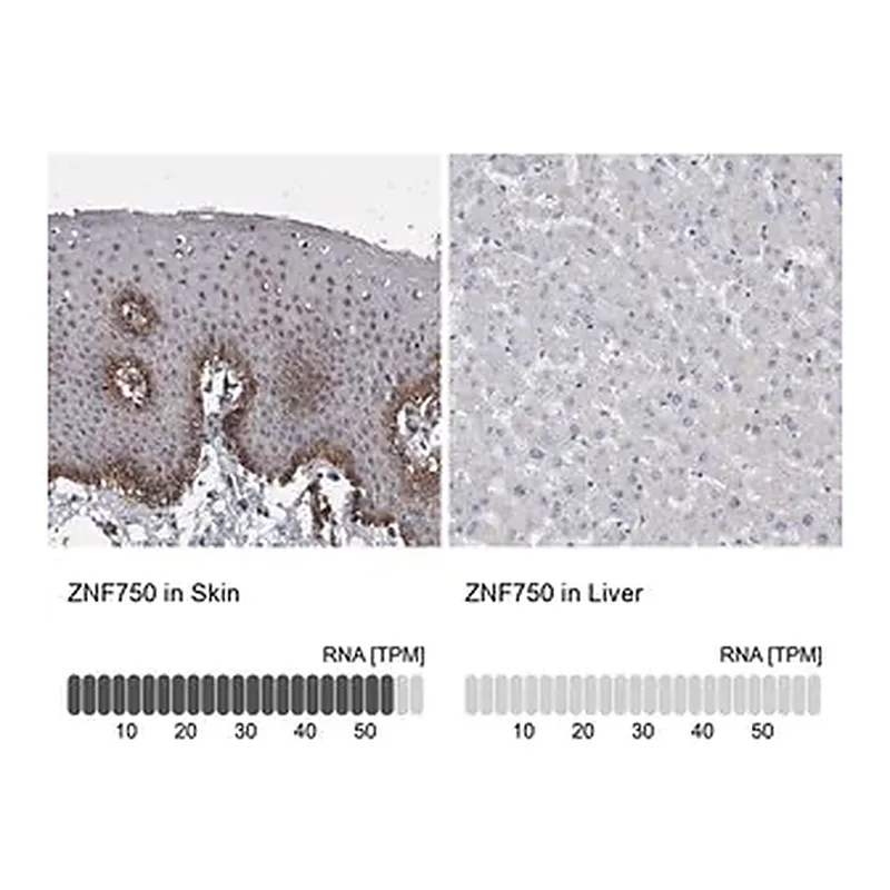Merck Anti-ZNF750 antibody produced in rabbit