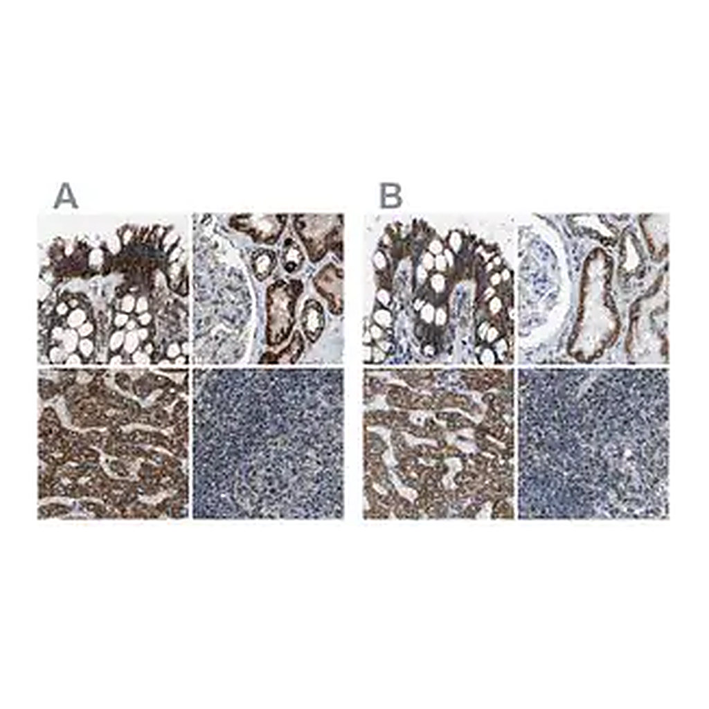 Merck Anti-MDH2 antibody produced in rabbit