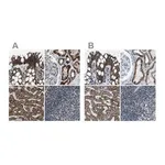 Merck Anti-MDH2 antibody produced in rabbit