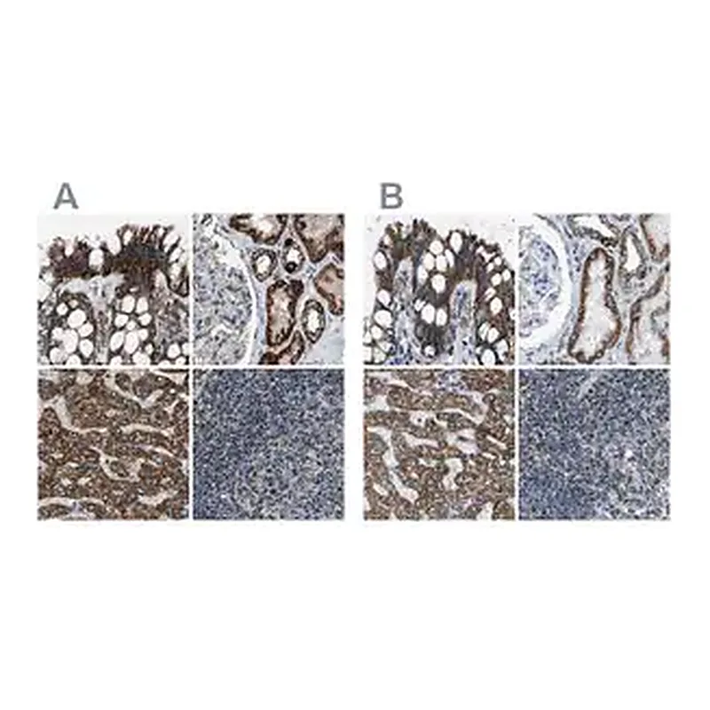 Merck Anti-MDH2 antibody produced in rabbit
