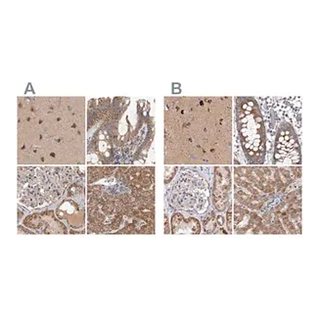 Merck Anti-SCO1 antibody produced in rabbit