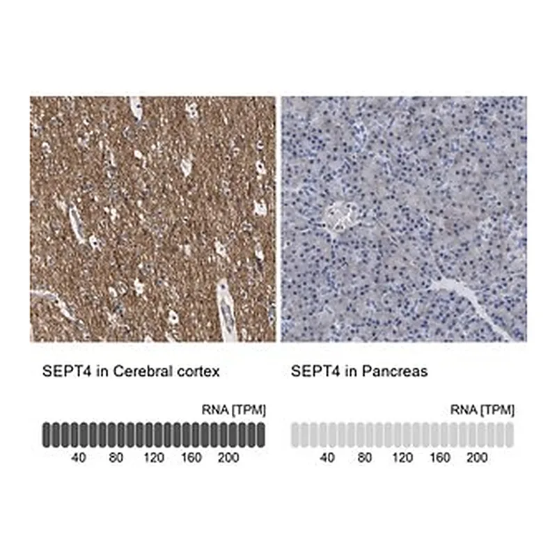 Merck Anti-SEPT4 antibody produced in rabbit