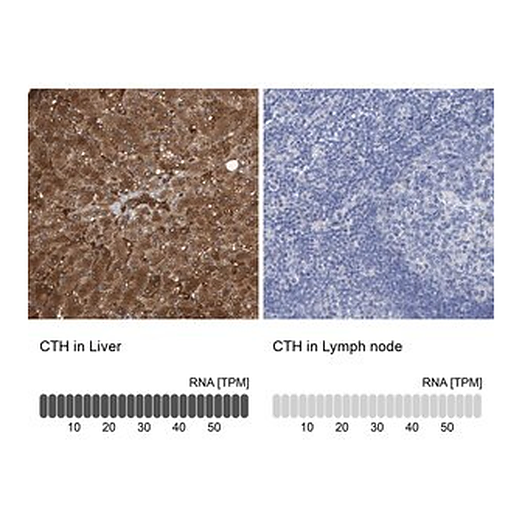 Merck Anti-CTH antibody produced in rabbit