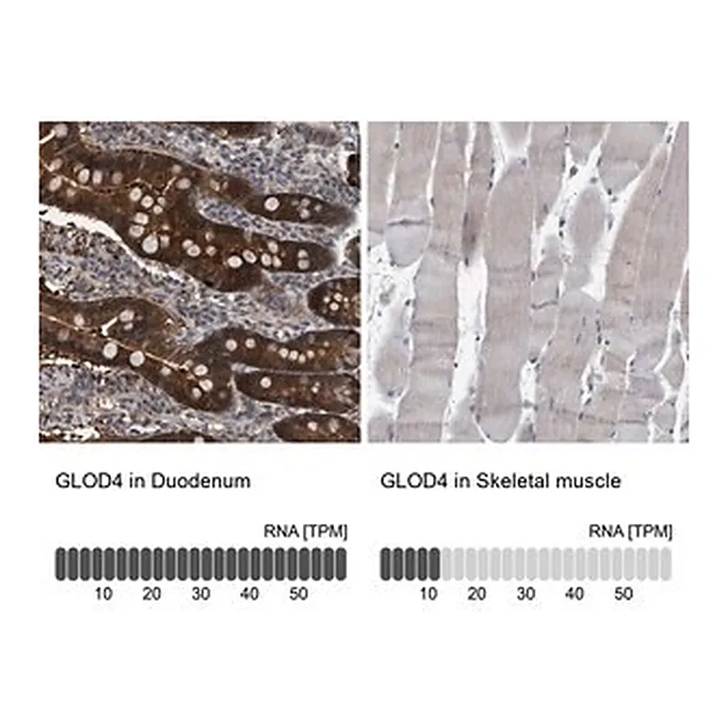 Merck Anti-GLOD4 antibody produced in rabbit