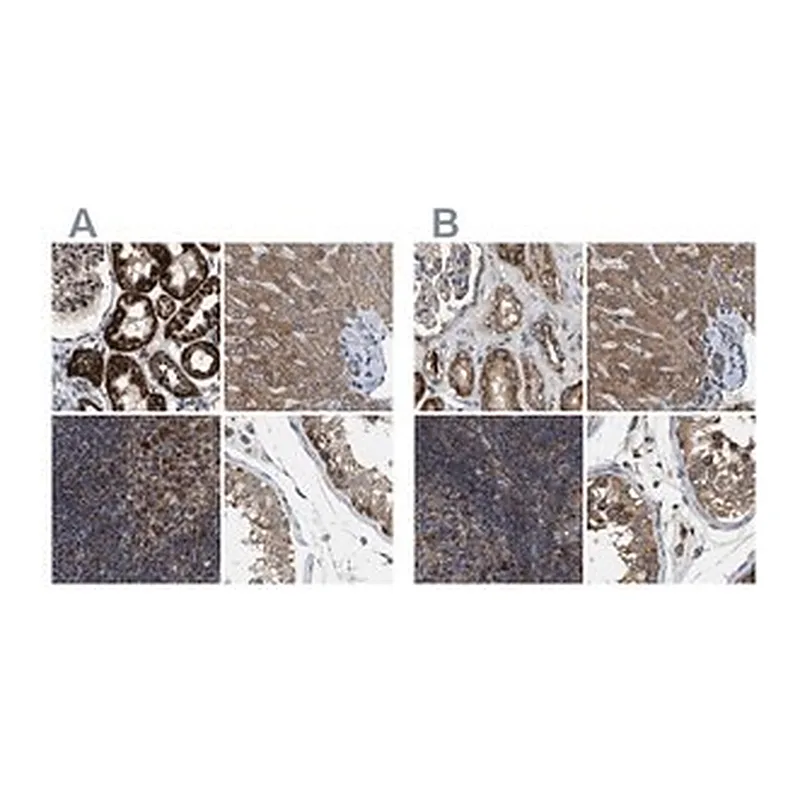 Merck Anti-TACO1 antibody produced in rabbit