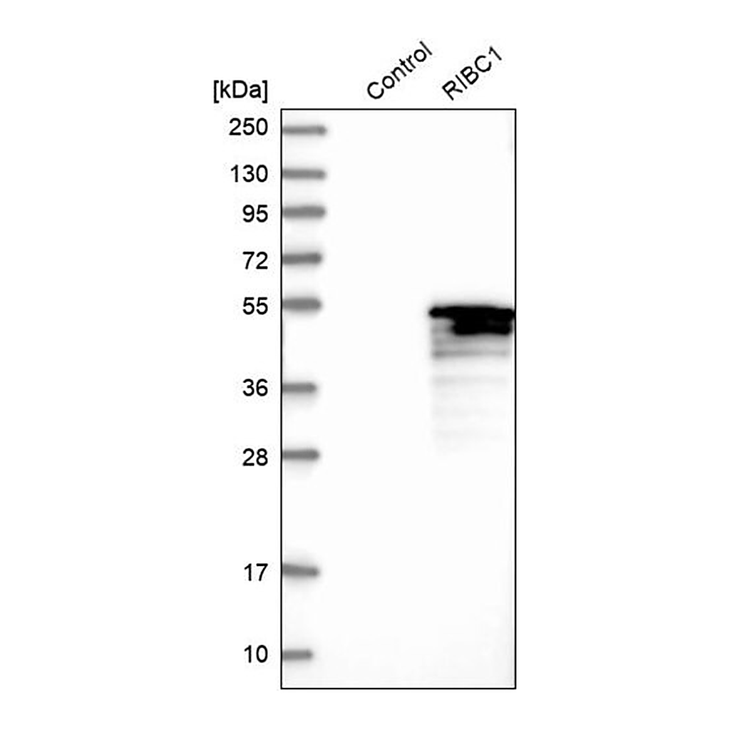 Merck Anti-RIBC1 antibody produced in rabbit