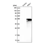 Merck Anti-RIBC1 antibody produced in rabbit