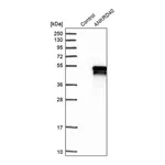Merck Anti-ANKRD40 antibody produced in rabbit