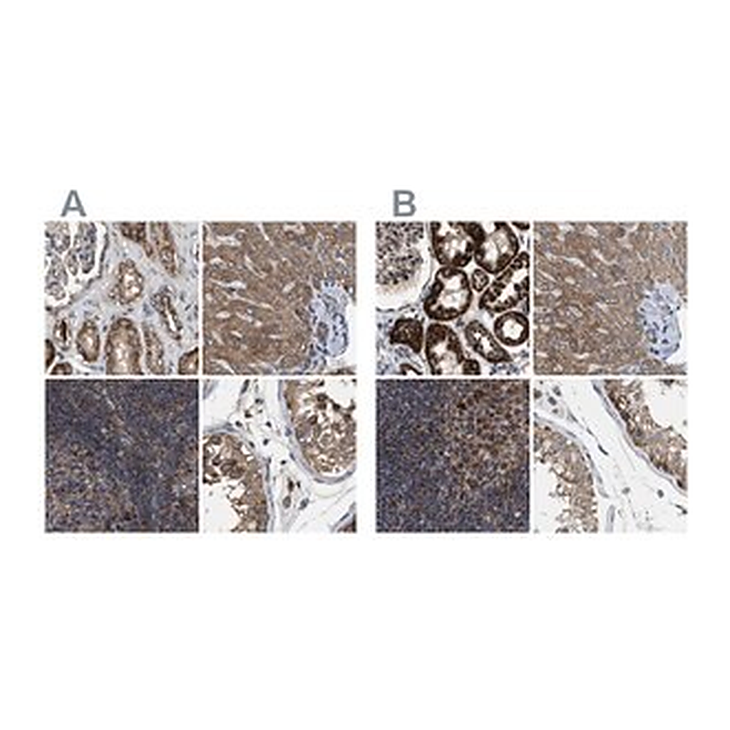 Merck Anti-TACO1 antibody produced in rabbit