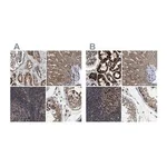 Merck Anti-TACO1 antibody produced in rabbit