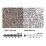 Merck Anti-CCM2 antibody produced in rabbit