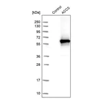 Merck Anti-ACCS antibody produced in rabbit