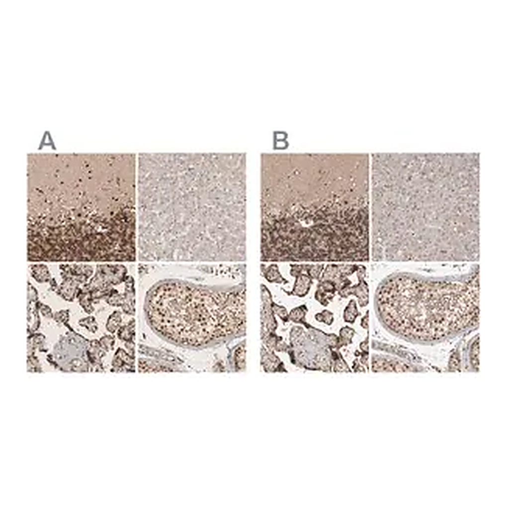 Merck Anti-CBLL1 antibody produced in rabbit