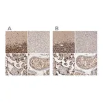 Merck Anti-CBLL1 antibody produced in rabbit