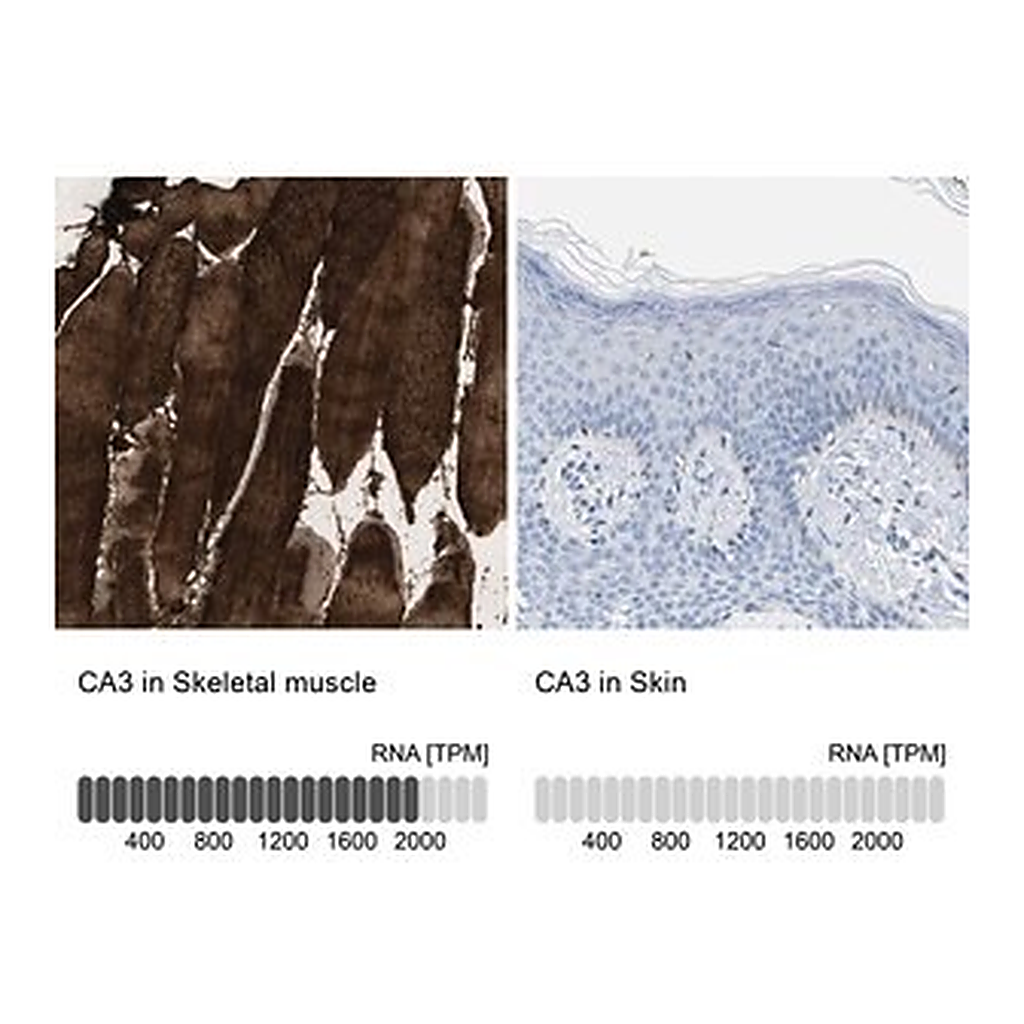 Merck Anti-CA3 antibody produced in rabbit