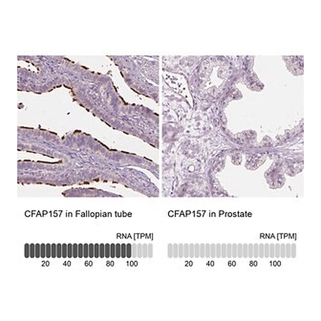 Merck Anti-CFAP157 antibody produced in rabbit