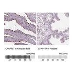 Merck Anti-CFAP157 antibody produced in rabbit