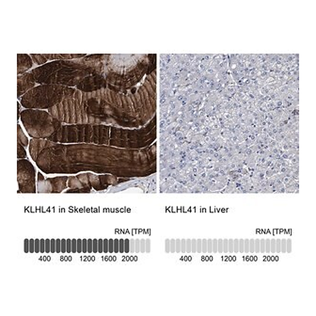 Merck Anti-KLHL41 antibody produced in rabbit
