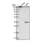 Merck Anti-SIRT5 antibody produced in rabbit